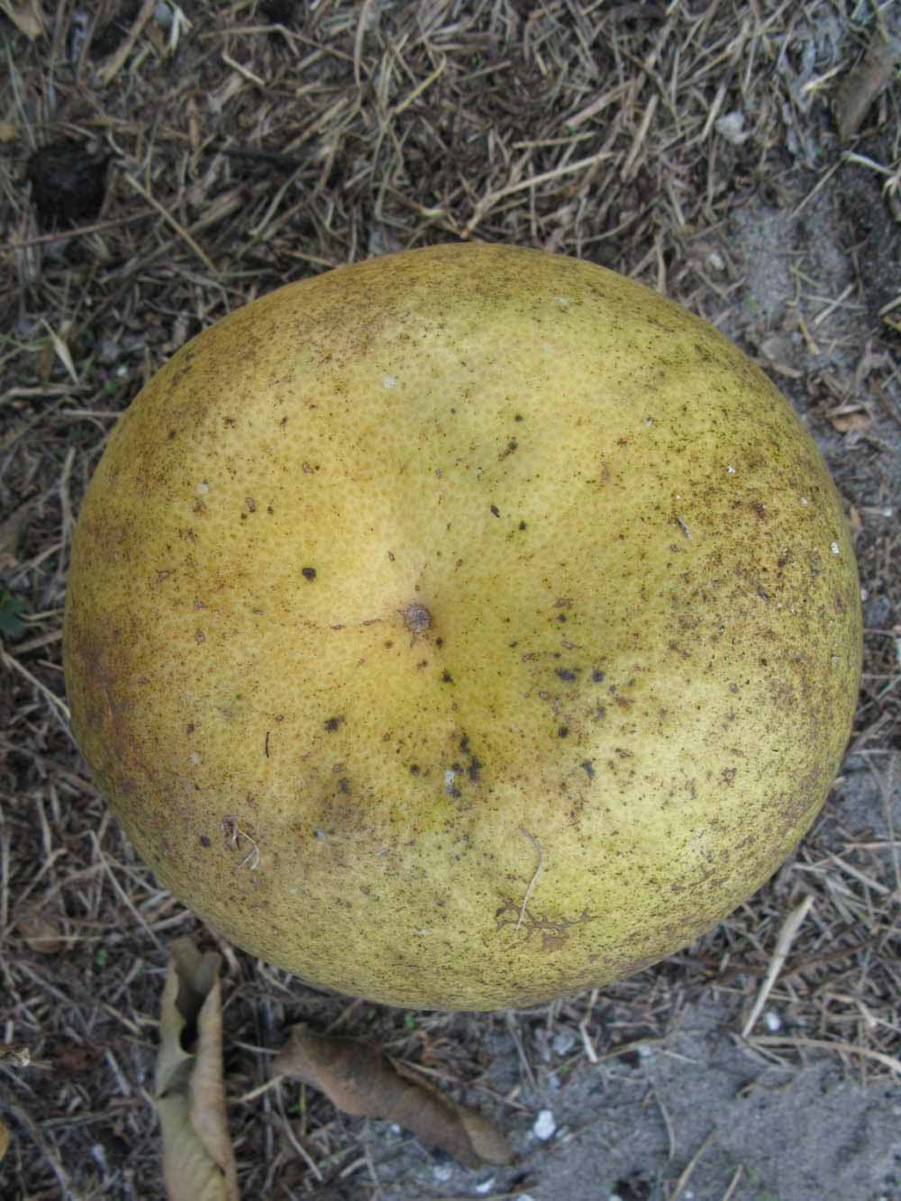              Fruit (Winter Haven, FL)       